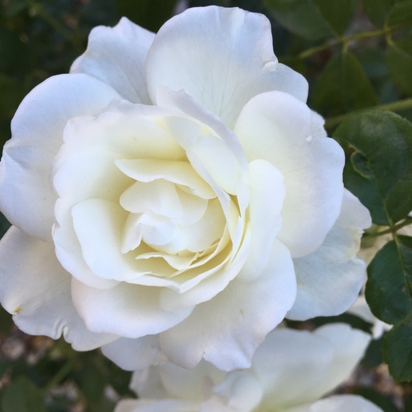 Meet your Posher, Pene - Picture 1 of 1